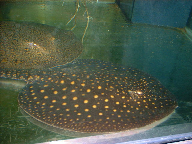 P. castexi Big yellow spots